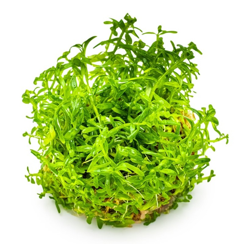 Rotala sp. ‘Green’