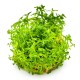 Rotala sp. ‘Green’