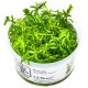 Rotala sp. ‘Green’
