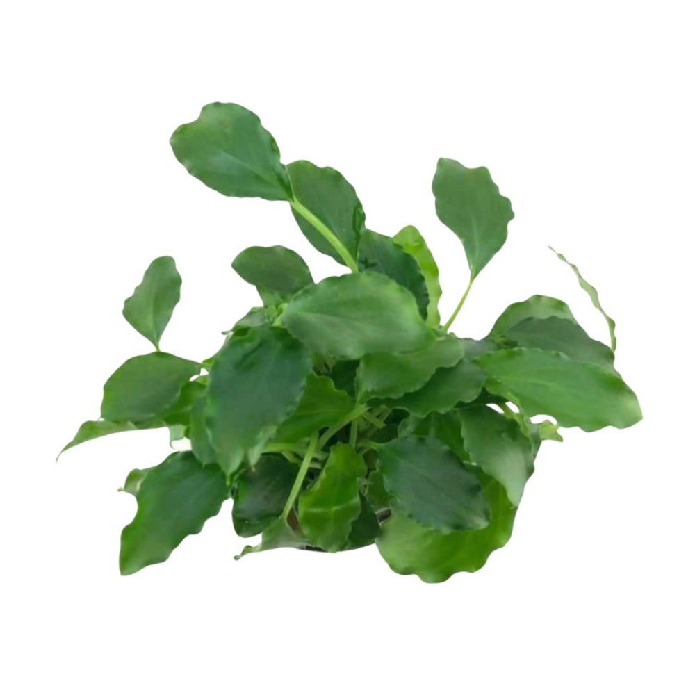 Schismatoglottis Prietoi