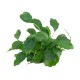 Schismatoglottis Prietoi