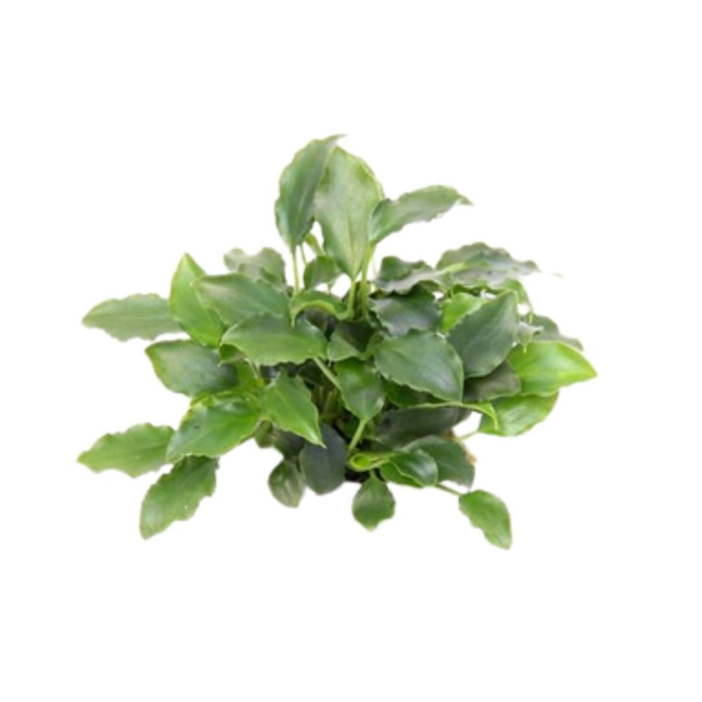 Schismatoglottis Prietoi