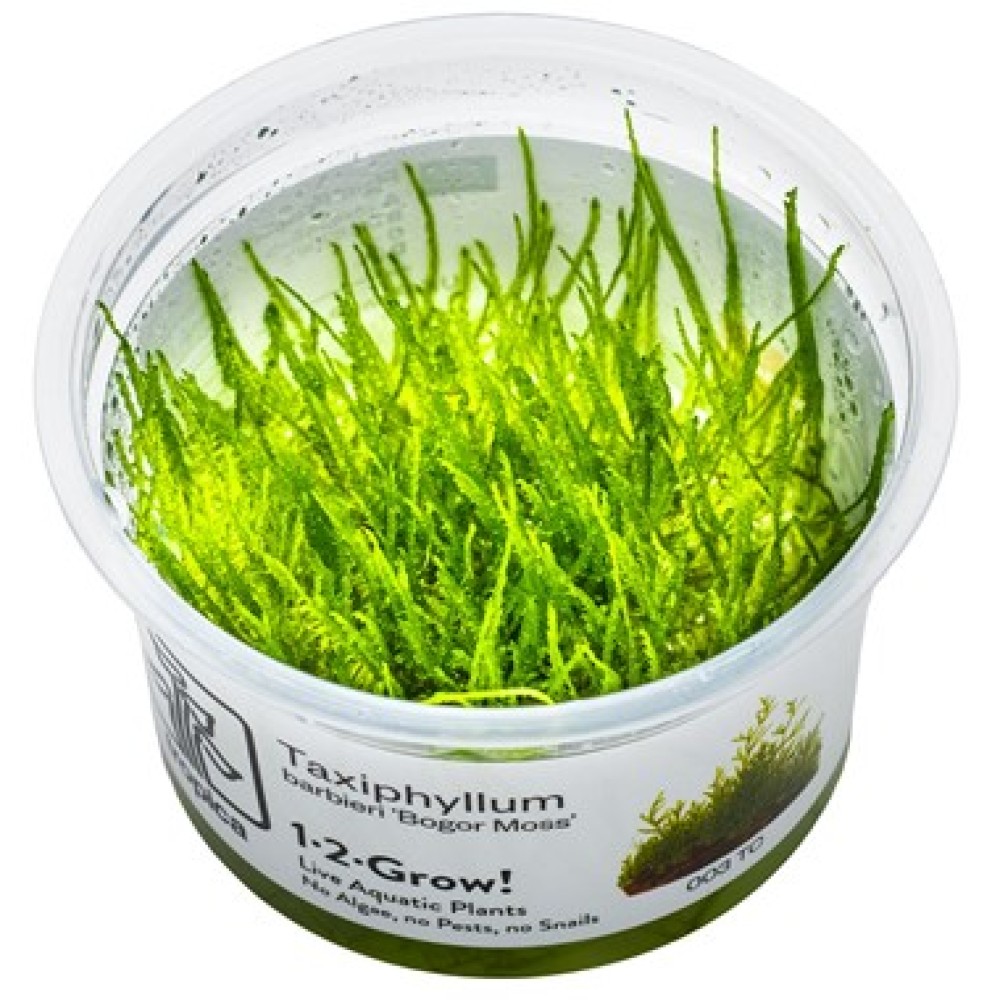 Taxiphyllum Barbieri Bogor Moss in vitro