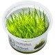 Taxiphyllum Barbieri Bogor Moss in vitro