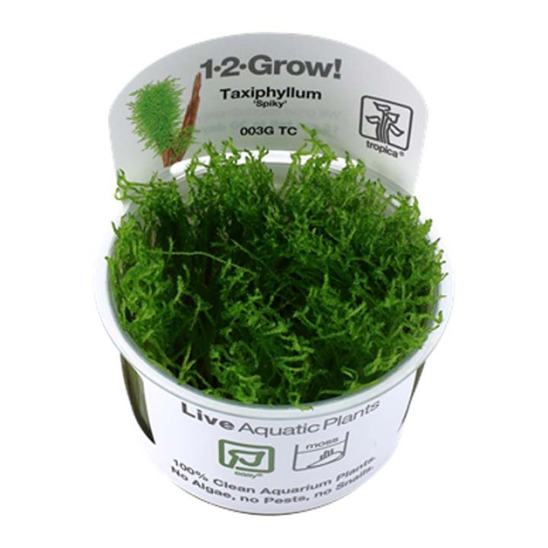 Taxiphyllum sp. spiky Moss portion