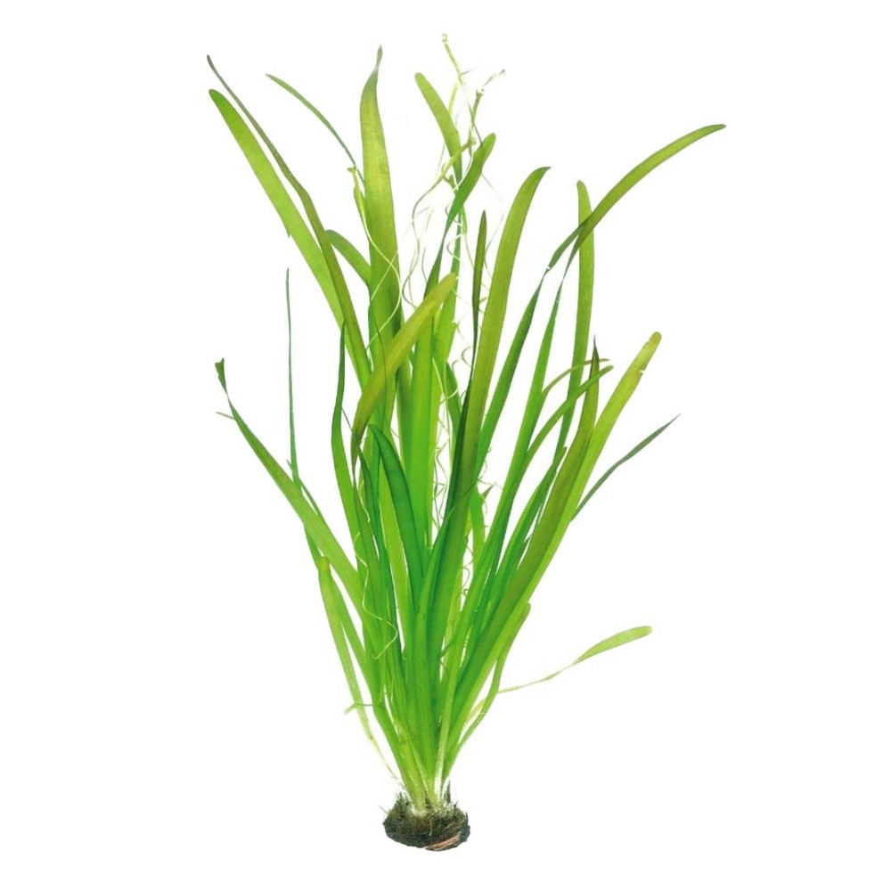 Vallisneria australis Gigantea