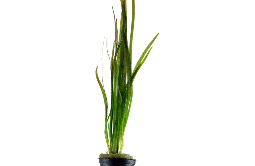 New Plants, New Week! Happy Monday