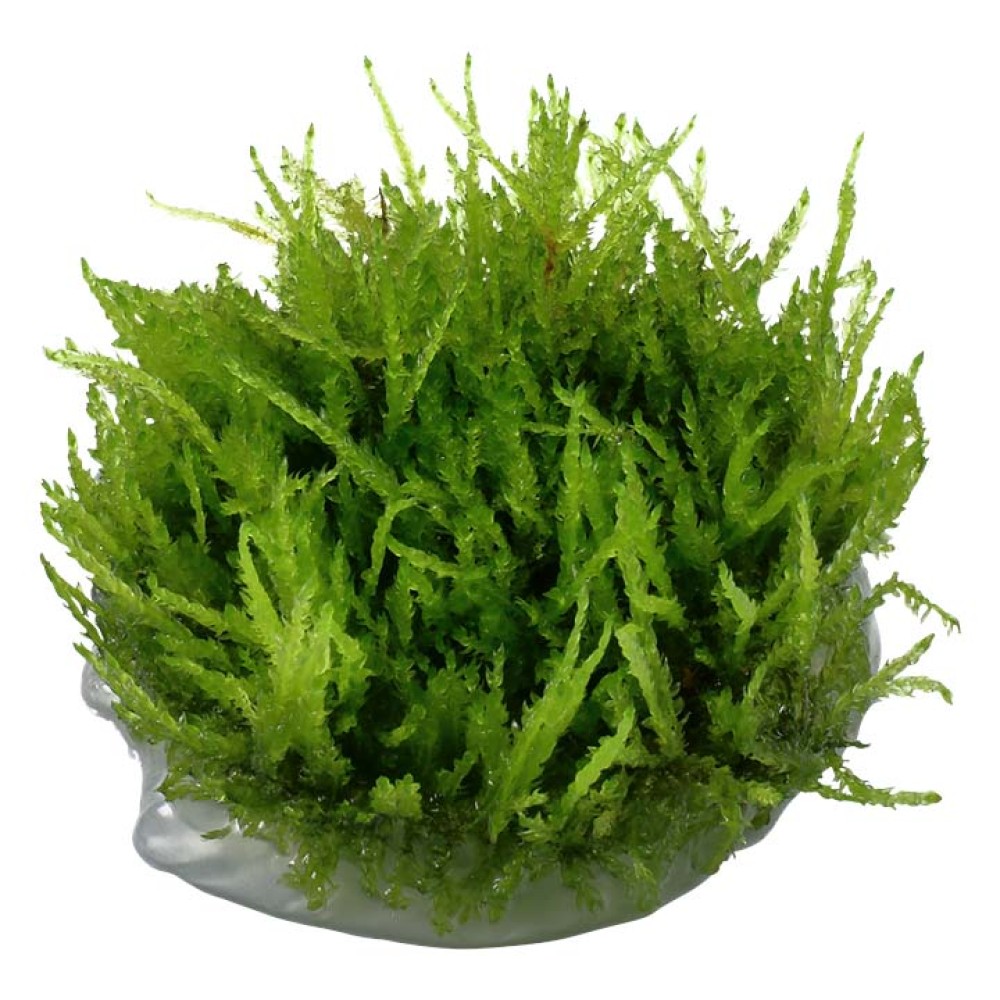 Vesicularia ferrei “Weeping Moss”