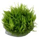 Vesicularia ferrei “Weeping Moss”