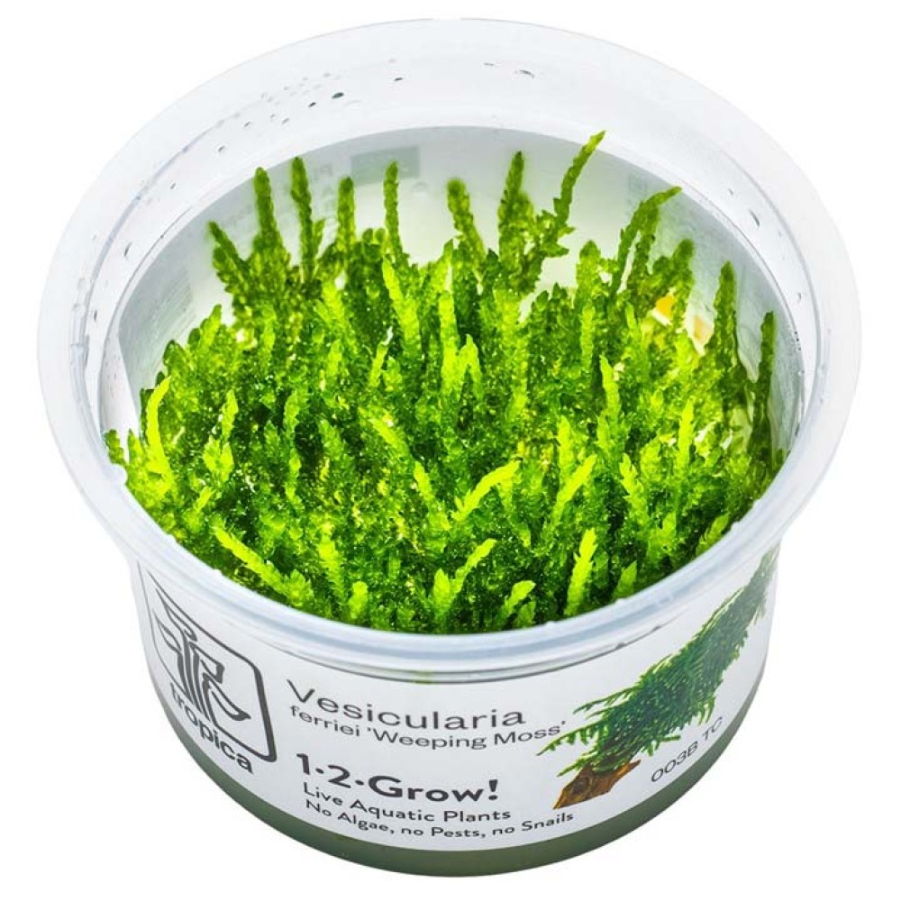 Vesicularia ferrei “Weeping Moss”