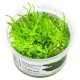 Vesicularia montagnei “Christmas Moss”