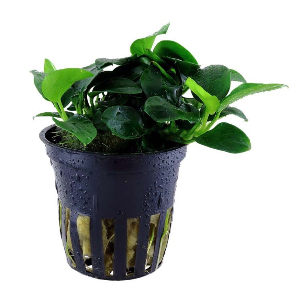 Anubias barteri “Petite”