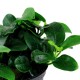 Anubias barteri “Petite”