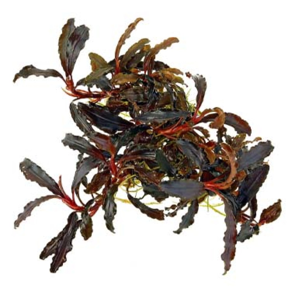 Bucephalandra “Kedagang”