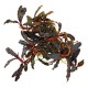 Bucephalandra “Kedagang”