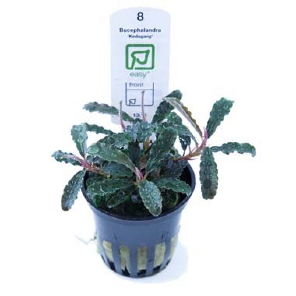 Bucephalandra “Kedagang”