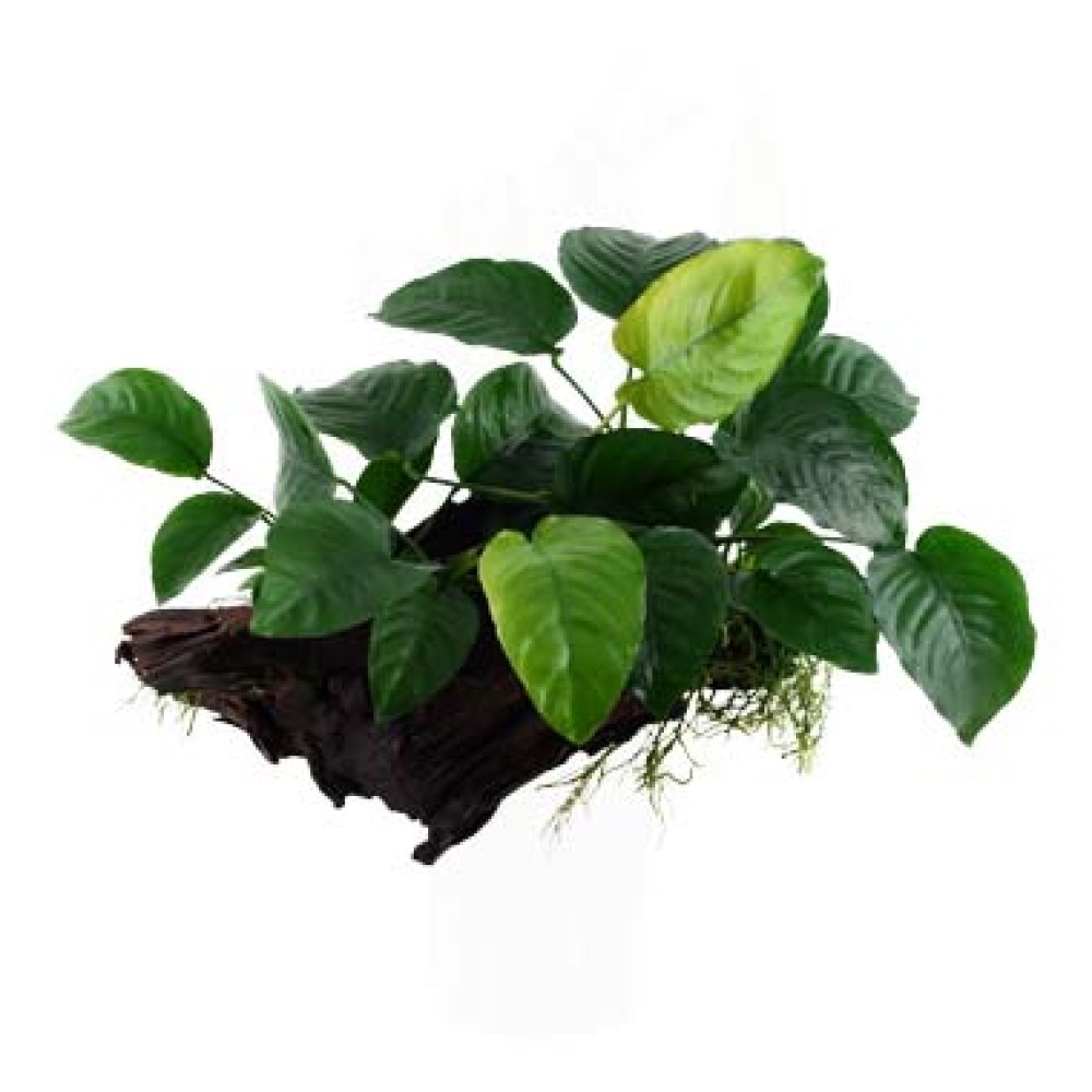 Anubias nana on wood
