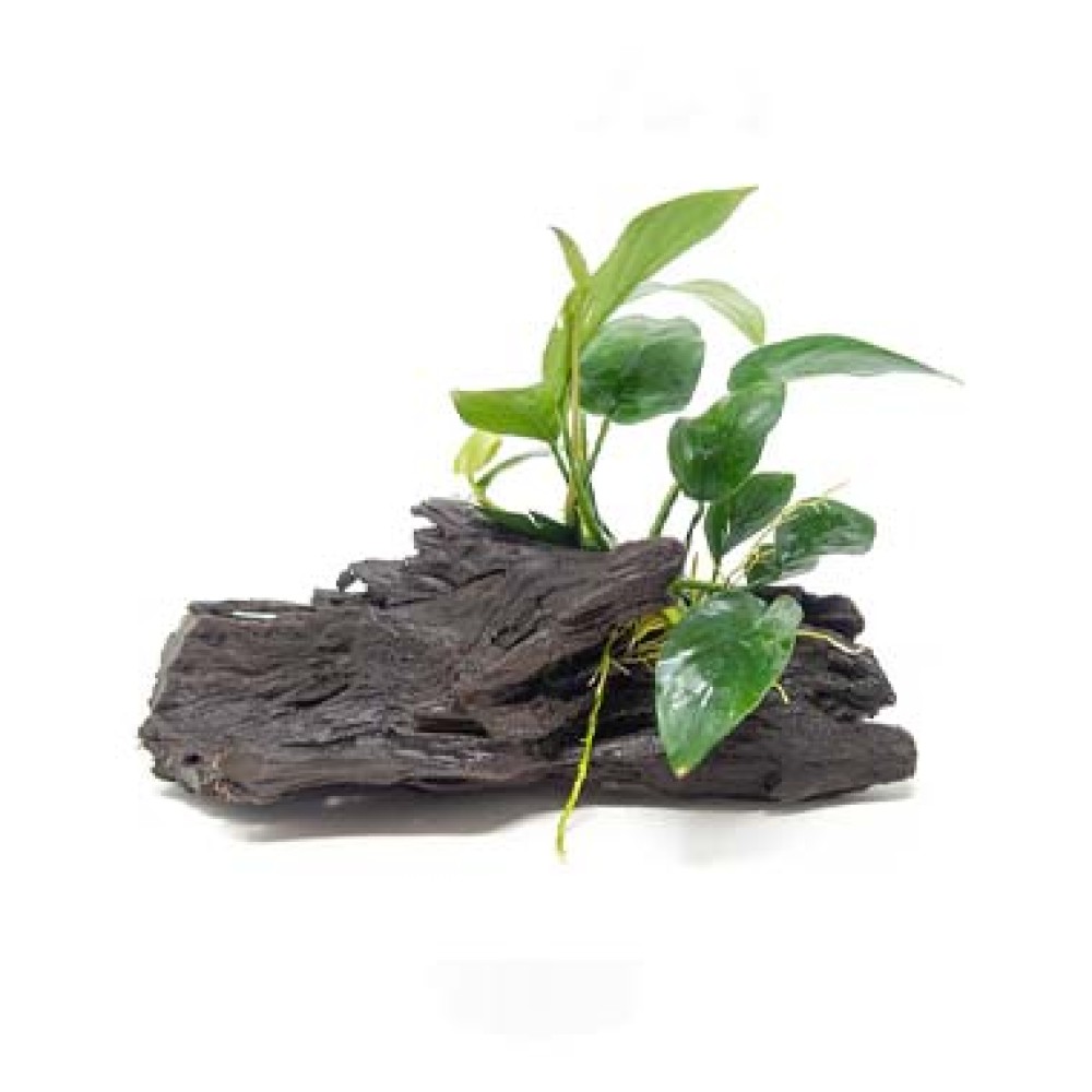 Anubias nana on wood