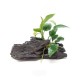 Anubias nana on wood