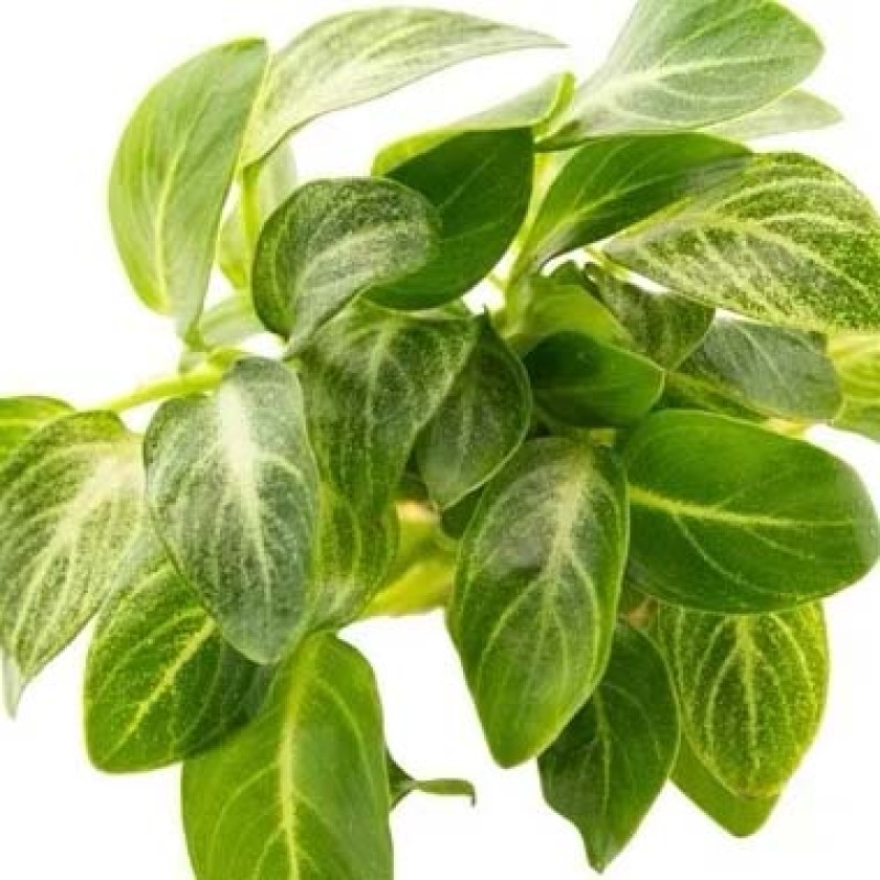 Anubias Barteri nana Stardust