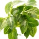 Anubias Barteri nana Stardust