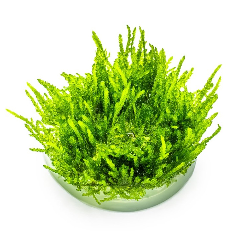 Vesicularia ferriei