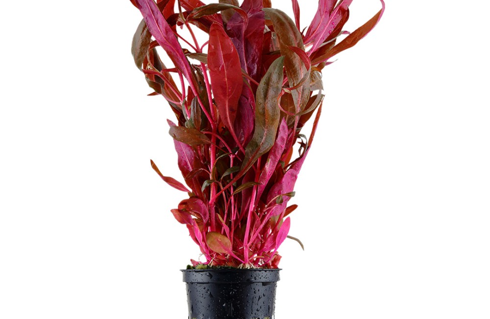 Weekend Ready? New Plants in store now! 