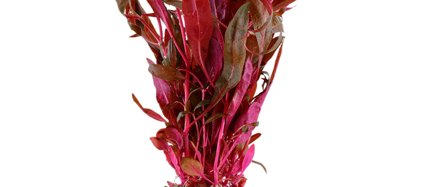Weekend Ready? New Plants in store now! 
