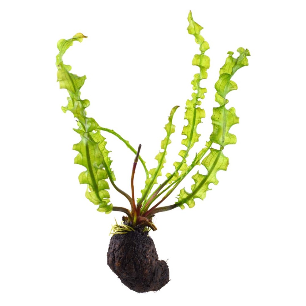Aponogeton longiplumulosus