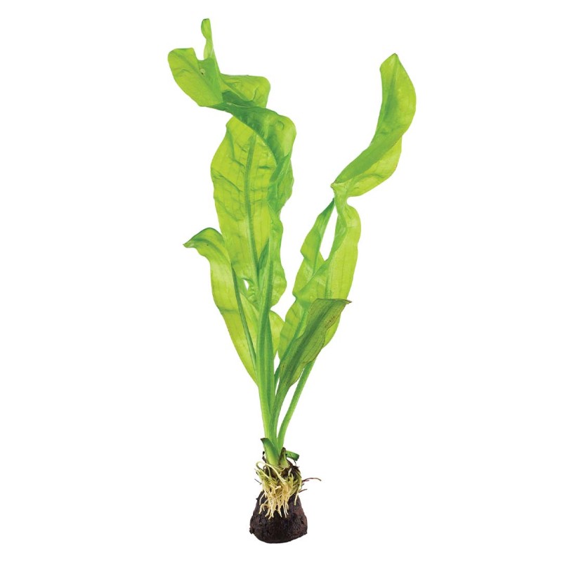 Aponogeton ulvaceus BULB