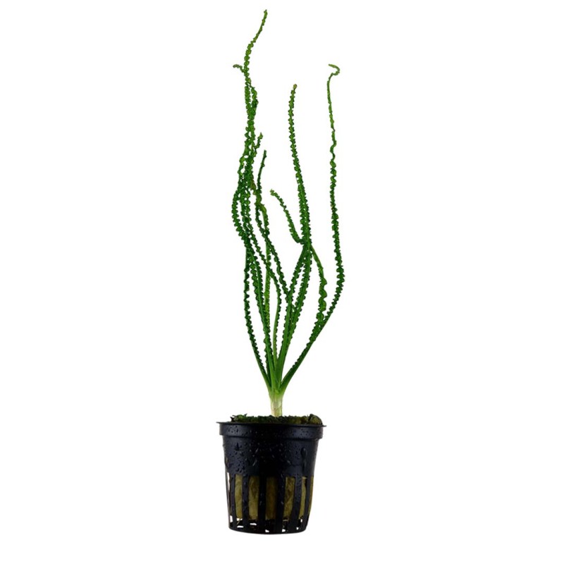 Crinum calamistratum