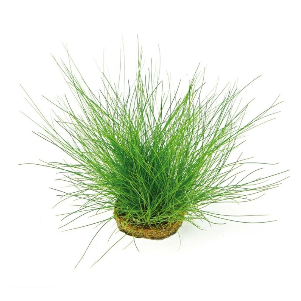 Eleocharis acicularis