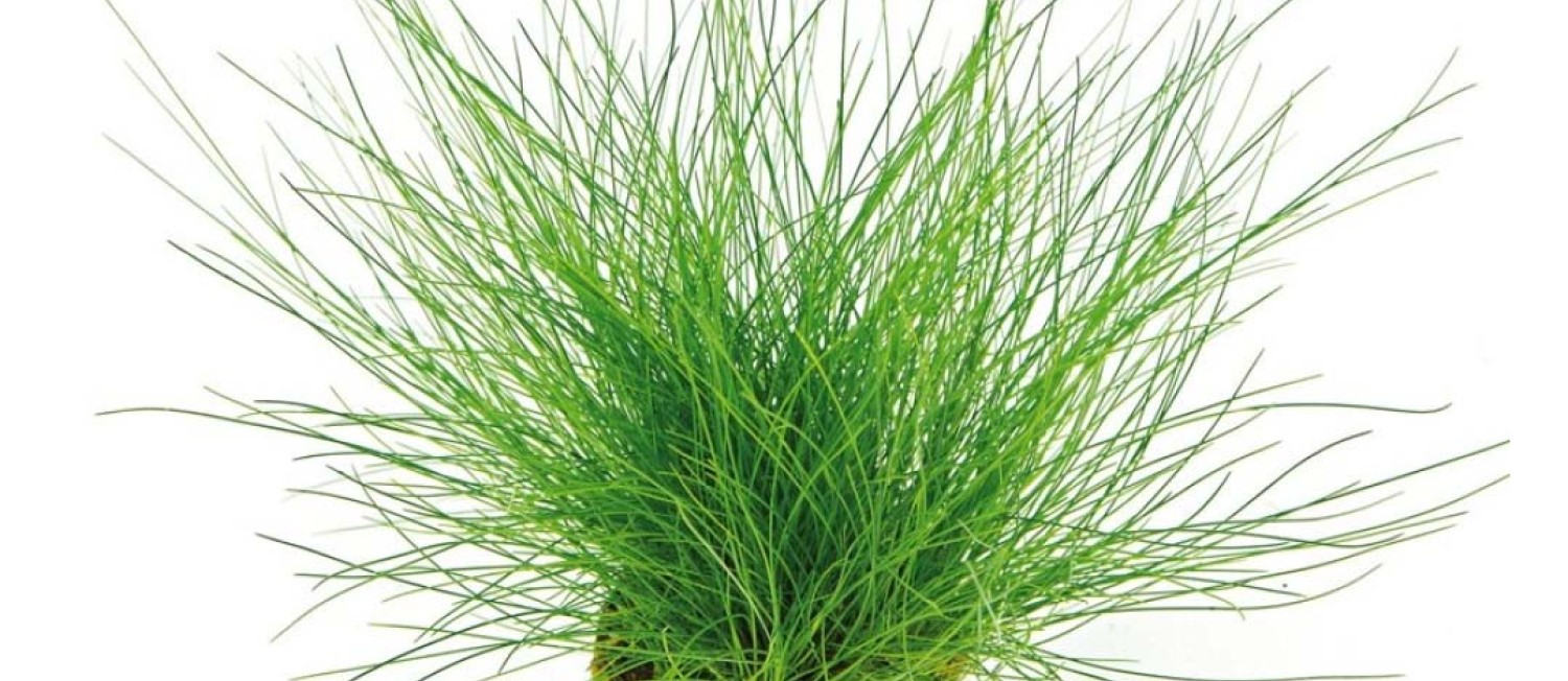 Blooming Fresh, Explore Our Newest Green Treasures!
