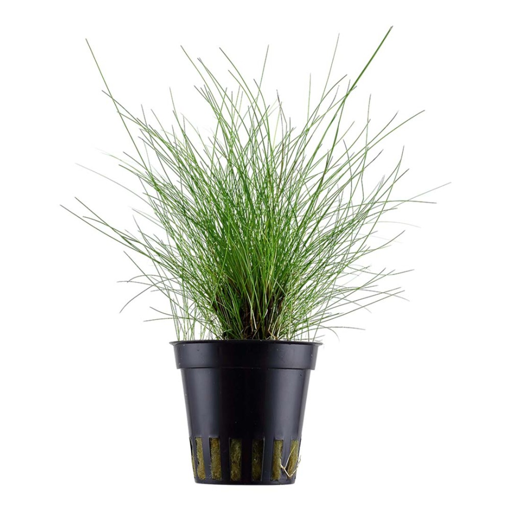 Eleocharis parvula