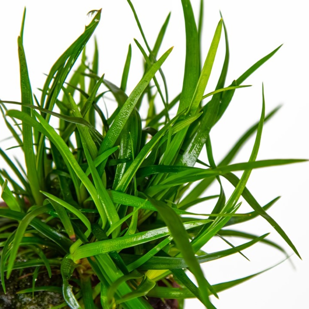 Eriocaulon sp. Vietnam