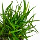 Eriocaulon sp. Vietnam