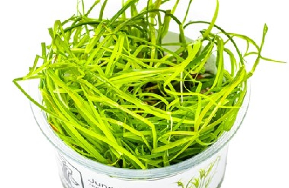 Start the week right, New Plants in store now, or Shop online!