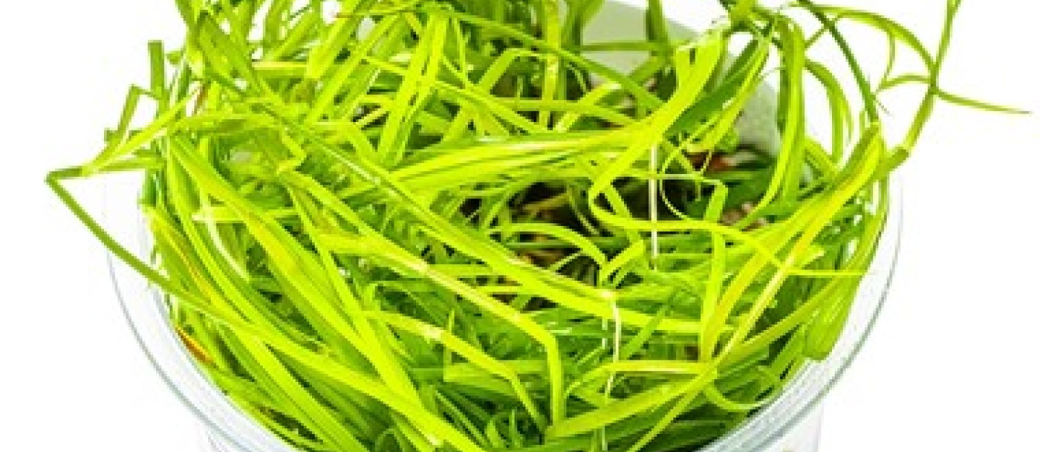 Start the week right, New Plants in store now, or Shop online!