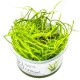 Juncus repens