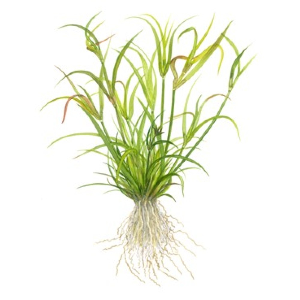 Juncus repens