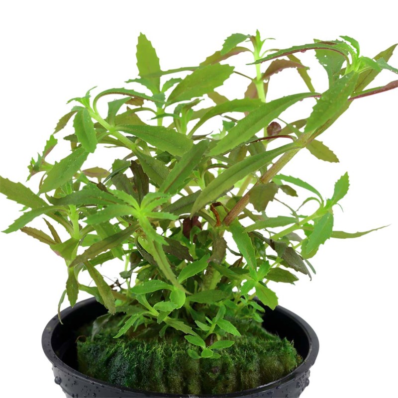 Limnophila hippuridoides