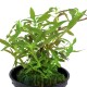 Limnophila hippuridoides