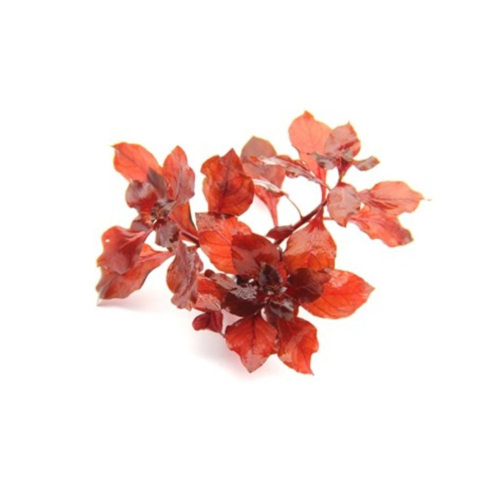 Ludwigia Spec. Super Red