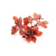Ludwigia Spec. Super Red
