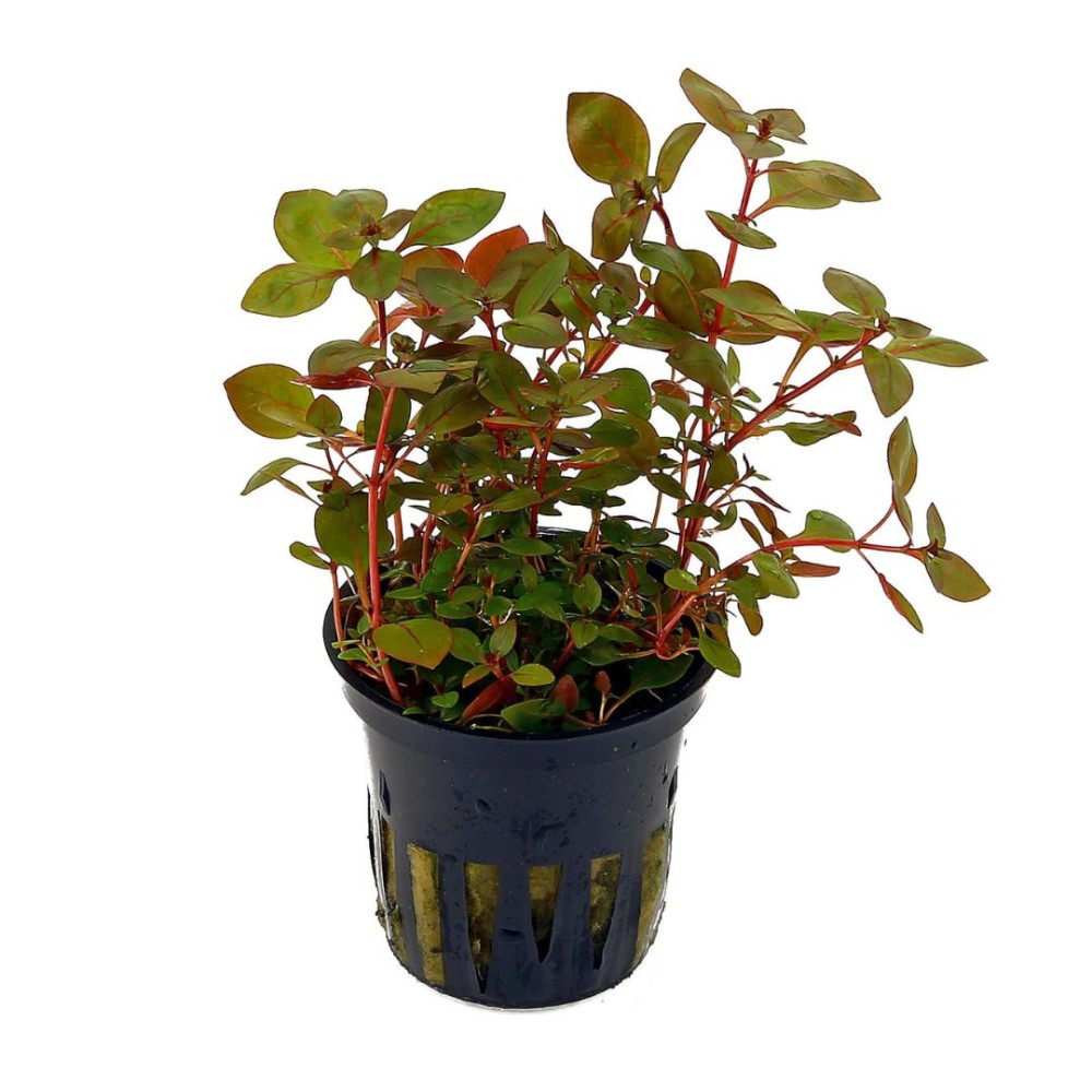 Ludwigia Spec. Super Red