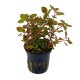 Ludwigia Spec. Super Red