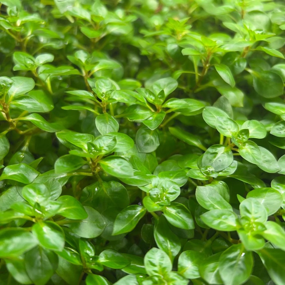 Ludwigia palustris Green