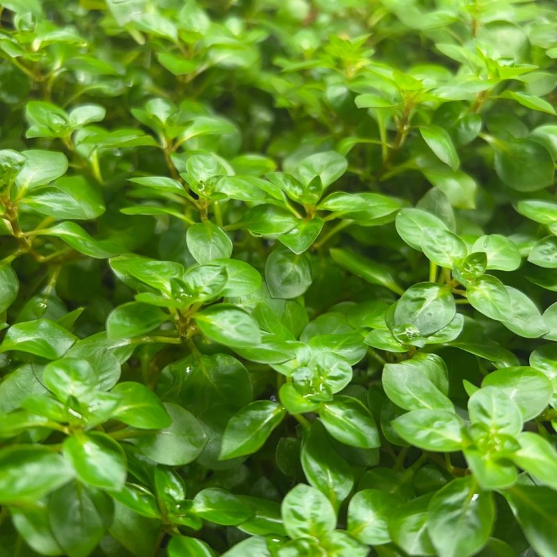 Ludwigia palustris Green
