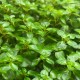 Ludwigia palustris Green