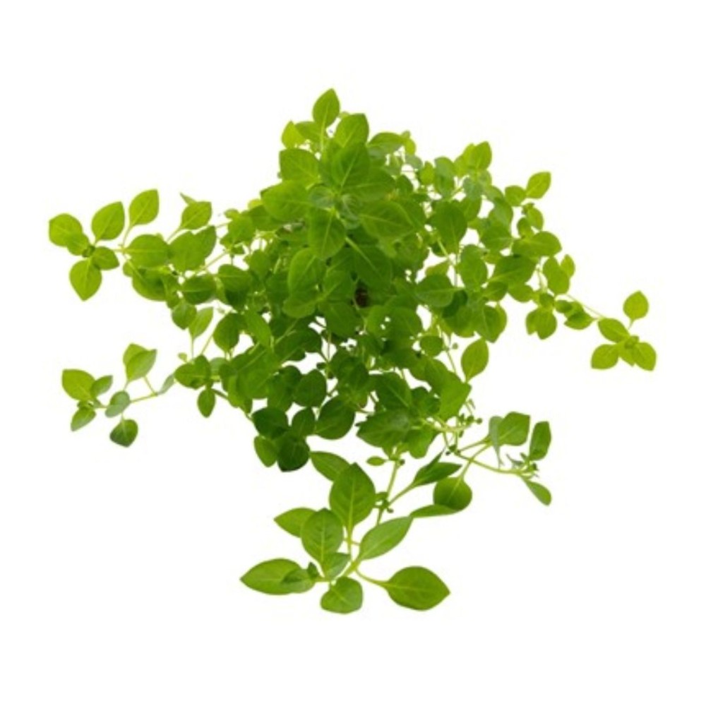Ludwigia palustris Green